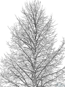 linden tsob ntoo Printable Coloring Nplooj Ntawv